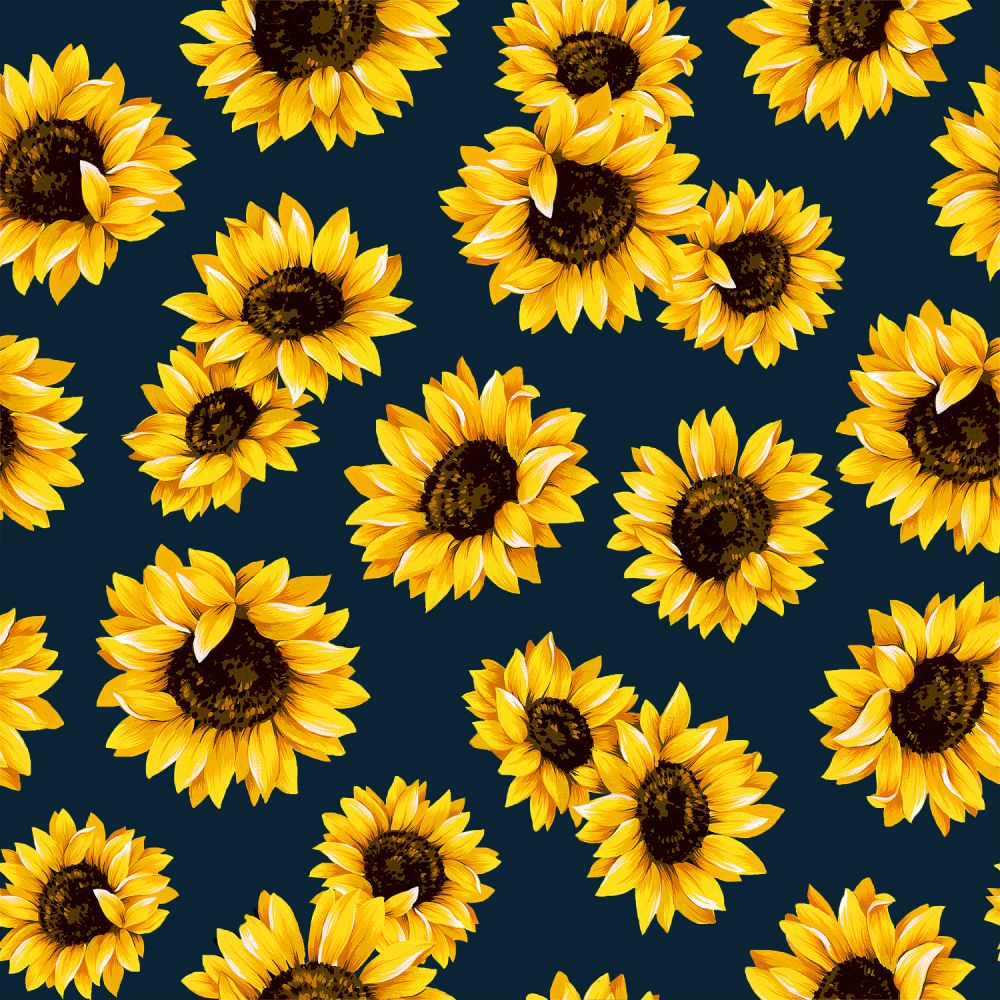 Sunflowers on Navy backing for Picket Fences Sunflower quilt, 4 1/4 yards